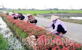 Cẩm Giàng phấn đấu đạt tiêu chí huyện Nông thôn mới nâng cao